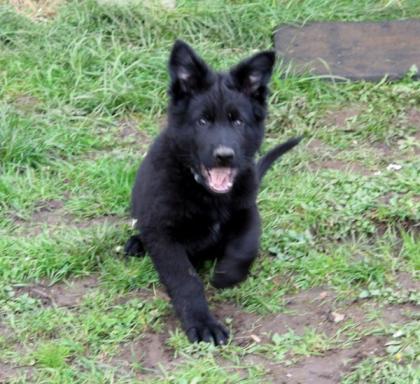 Onyx Rüde Welpe Altdeutscher Schäferhund DDR Linien