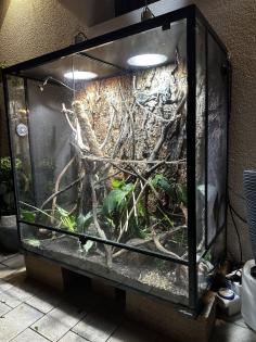 0 5 Jahre altes Jemenchamäleon mit Terrarium zu verkaufen