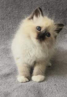 Heilige Birma Kitten suchen ein neues Zuhause