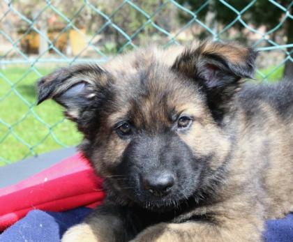 Rüden Welpen Altdeutscher Schäferhund DDR Linien
