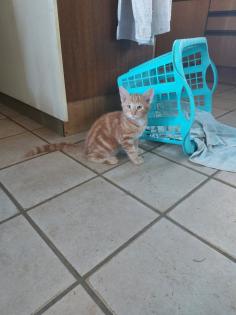 Hauskatze Kitten Kätzchen