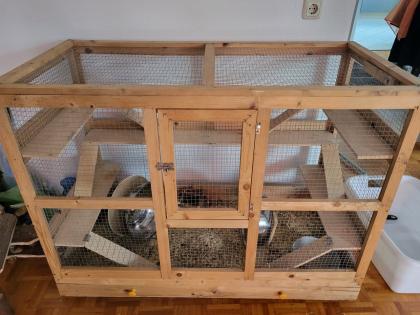 Degu Mädls mit Nagarium