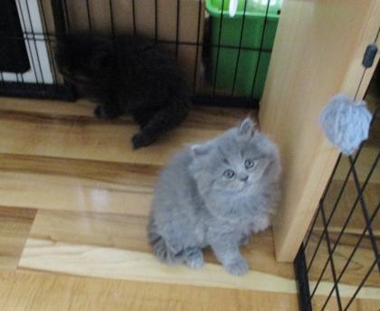 Reinrassige Perser Kitten mit Nase