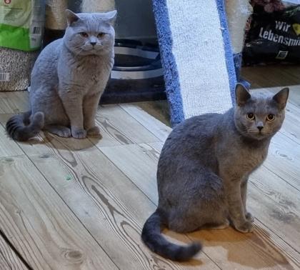 BKH Britisch Kurzhaar Kitten