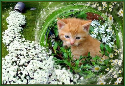 Kater Kätzchen rot Mischling