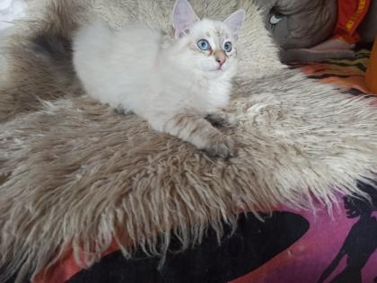 Abgabebereit Sibirische Kätzchen Neva Masquarade Kitten weiß Katze