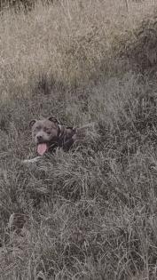 American Bully Hündin.