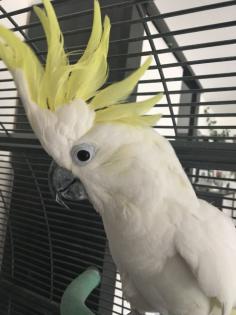 Kakadu in gute Hände abzugeben