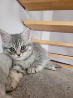Bkh Kätzchen Jungen Black Silver Tabby Whiskas Bärchen