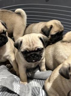 Liebe Mops Freunde Mops Welpen Reinrassig