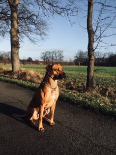 Hübsche Rhodesien Ridgeback Welpen