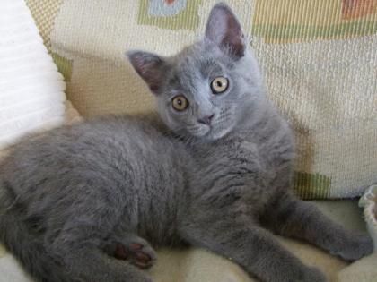 Zwei kleine Kätzchen / Kitten abzugeben