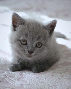 Wunderschöne BKH Kitten Farbe Blue Lilac