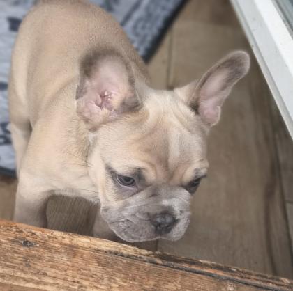Französische Bulldogge mit Ahnentafel freiatmend und sportlich