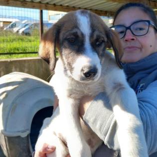 Harley sucht ein Zuhause