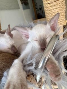 Siamkitten aus Zucht mit Herz