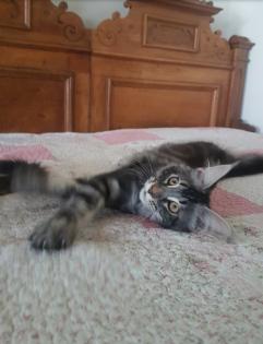 . Tolle Maine Coon kitten mit Stammbaum aus seriöser Zucht .