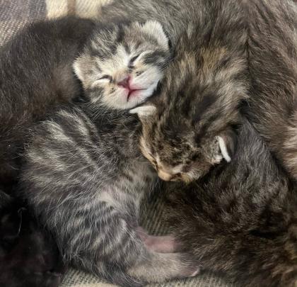 BKH/ EKH Kitten Babykatzen