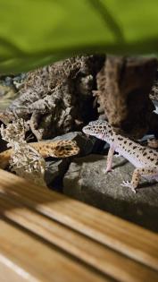 Zwei Leopardgeckos Weibchen