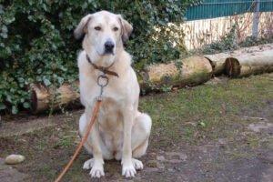 Zimtschnecke - weiblich 4 Jahre 78 cm 47 kg Kangal-Mix Gechipt Kastriert