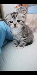 Kitten Katzenbabys Edelmix
