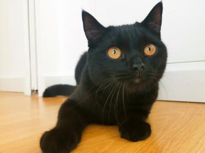 Kater BKH - schwarz/dunkelbraun - 7 Monate alt