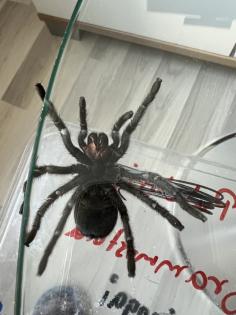 Grammostola Quirogai