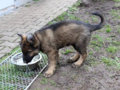 Ork Rüde Welpe Altdeutscher Schäferhund DDR Linien