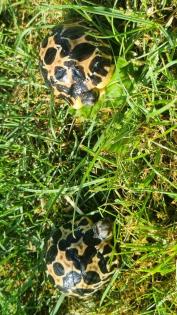 Strahlenschildkröten Astrochelys Radiata NZ 23 Weibchen Je 490 -