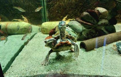 2 Schwarzknopfhöckerschildkröten mit komplett Aquarium weiterem Besatz Technik Zubehör
