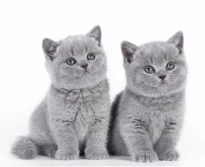 BKH kitten reinrassig blue Britisch Kurzhaar