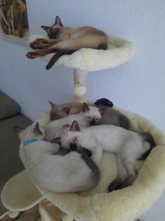 Tonkanesekitten Burma Siam