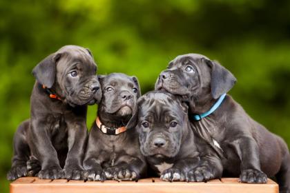 Schöne Deustch Cane Corso Welpen mit VDH Papiere suchen ein liebevolles zu Hause zap 01551016871