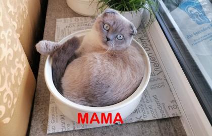 BKH Schottische / Britische / Kitten / Kätzchen