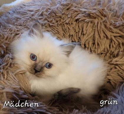 Heilige Birma Kitten