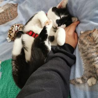 Allergienotfall Verschmuste freundliche Katze