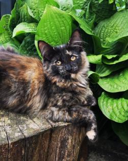 Norwegische Waldkatzen Kitten reinrassig - Babys mit Stammbaum