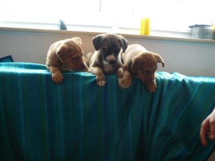 Mischlingswelpen Vater Weimaraner/Labrador Mix Mischlingswelpen zu verkaufen. 1 R