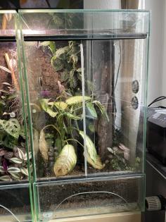 Phelsuma Quadriocellata
