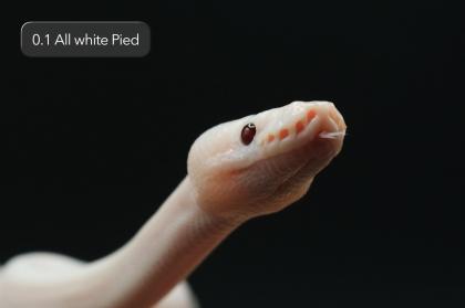Diverse Pied / het. Pied Jungtiere suchen noch ein neues Zuhause