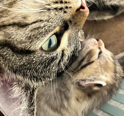 BKH/ EKH Kitten Babykatzen