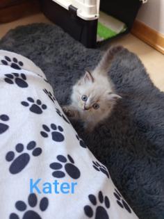 Kitten Heilige Birma