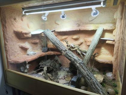 Halsbandleguan Pärchen ca 5 Jahre alt