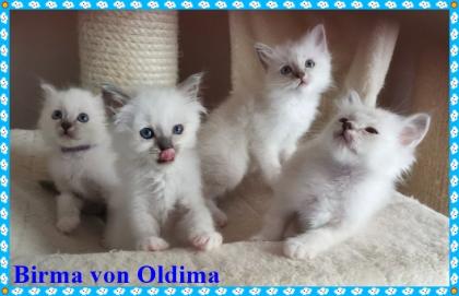 Birma Babys aus seriöser registrierte Hobbyzucht mit Sitz im Nordrhein-Westfalen Köln