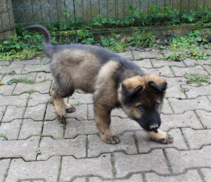 Ork Rüde Welpe Altdeutscher Schäferhund DDR Linien