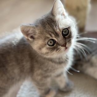 Wunderschöne schottische Britisch-Kurzhaar-Katze