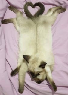 Siam /Thai Kitten Seal Chocolate Point Babys Kätzchen
