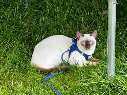 Siam /Thai Kitten Seal Point Babys Kätzchen. Abgabebereit.