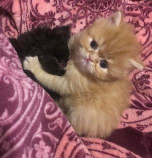 Perserkitten Perserbabys