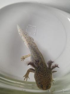 Axolotl Nachzucht abzugeben